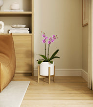 Load image into Gallery viewer, White stand:bamboo
