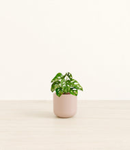 Load image into Gallery viewer, Sandy Pink*****Profile

