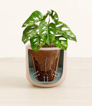 Load image into Gallery viewer, Sandy Pink stand:all
