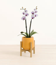 Load image into Gallery viewer, Mustard stand:walnut
