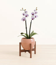 Load image into Gallery viewer, Calm Rose stand:walnut
