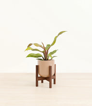 Load image into Gallery viewer, Glossy Pink stand:walnut
