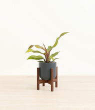 Load image into Gallery viewer, Iron Gray stand:walnut
