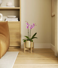 Load image into Gallery viewer, Almond Green stand:bamboo

