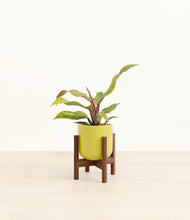 Load image into Gallery viewer, Key Lime Yellow stand:walnut
