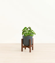 Load image into Gallery viewer, Iron Gray stand:dark
