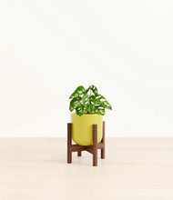 Load image into Gallery viewer, Key Lime Yellow stand:dark

