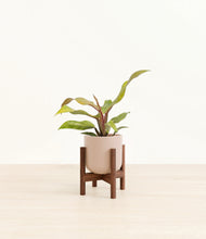 Load image into Gallery viewer, Sandy Pink stand:walnut
