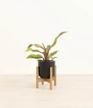 Load image into Gallery viewer, Stone Black stand:bamboo
