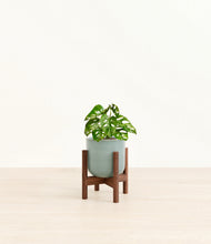 Load image into Gallery viewer, Reactive Aqua stand:dark

