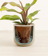 Load image into Gallery viewer, Sage Green stand:all
