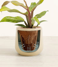 Load image into Gallery viewer, Almond Green stand:all
