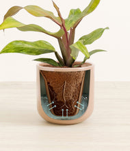 Load image into Gallery viewer, Glossy Pink stand:all
