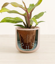 Load image into Gallery viewer, Sandy Pink stand:all
