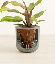 Load image into Gallery viewer, Sage Green stand:all
