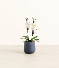 Load image into Gallery viewer, Deep Navy*****Profile
