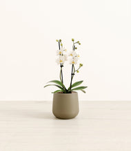 Load image into Gallery viewer, Olive*****Profile
