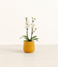 Load image into Gallery viewer, Mustard*****Profile
