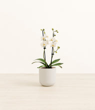 Load image into Gallery viewer, Natural Bamboo*****Profile
