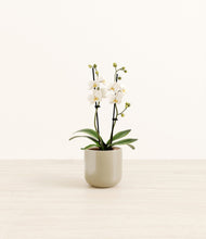 Load image into Gallery viewer, Sage Green*****Profile
