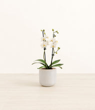 Load image into Gallery viewer, Snowdrift White*****Profile
