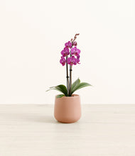 Load image into Gallery viewer, Calm Rose*****Profile
