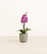 Load image into Gallery viewer, Sage Green*****Profile
