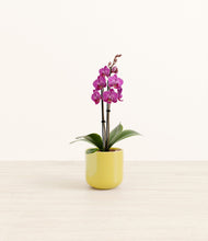 Load image into Gallery viewer, Key Lime Yellow*****Profile
