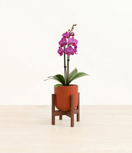 Load image into Gallery viewer, Earth Red stand:walnut
