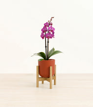 Load image into Gallery viewer, Earth Red stand:bamboo
