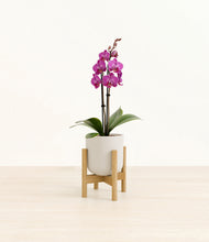 Load image into Gallery viewer, Natural Bamboo stand:bamboo
