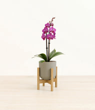 Load image into Gallery viewer, Sage Green stand:bamboo

