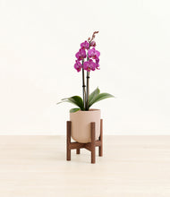 Load image into Gallery viewer, Sandy Pink stand:walnut
