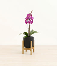 Load image into Gallery viewer, Stone Black stand:bamboo
