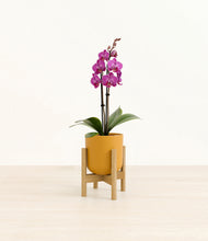 Load image into Gallery viewer, Sunset Orange stand:bamboo
