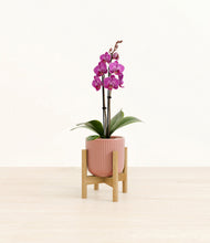 Load image into Gallery viewer, Striped Rose Pink stand:bamboo
