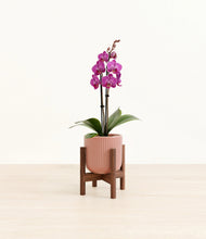 Load image into Gallery viewer, Striped Rose Pink stand:walnut
