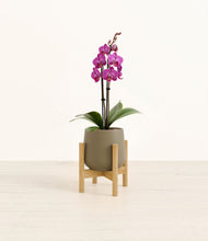Load image into Gallery viewer, Olive stand:bamboo
