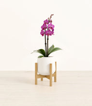 Load image into Gallery viewer, White stand:bamboo
