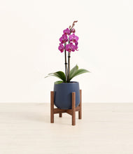 Load image into Gallery viewer, Deep Navy stand:walnut
