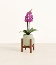 Load image into Gallery viewer, Turquoise stand:walnut

