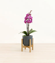 Load image into Gallery viewer, Iron Gray stand:bamboo
