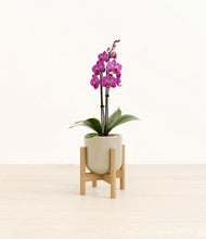 Load image into Gallery viewer, Sage Green stand:bamboo
