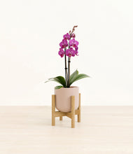 Load image into Gallery viewer, Sandy Pink stand:bamboo
