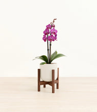 Load image into Gallery viewer, Cotton White stand:walnut
