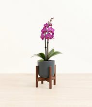 Load image into Gallery viewer, Iron Gray stand:walnut
