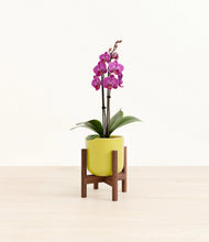 Load image into Gallery viewer, Key Lime Yellow stand:walnut
