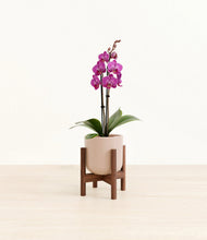 Load image into Gallery viewer, Sandy Pink stand:walnut
