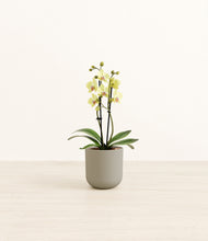 Load image into Gallery viewer, Sage Green*****Profile
