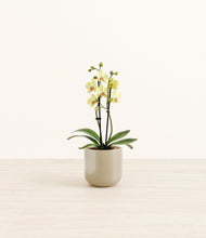 Load image into Gallery viewer, Sage Green*****Profile
